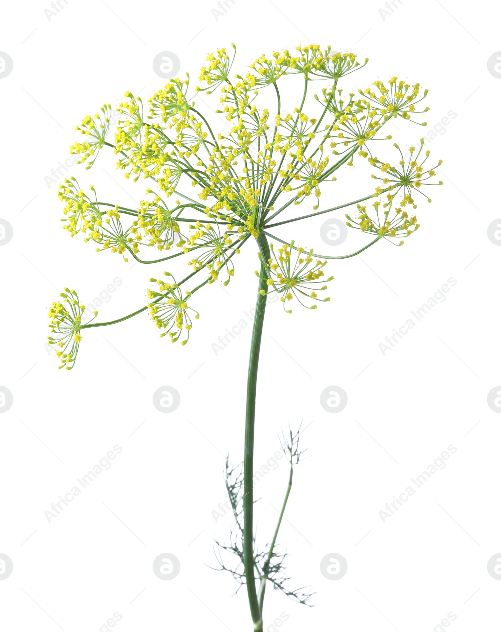 Photo of Fresh green dill flower isolated on white