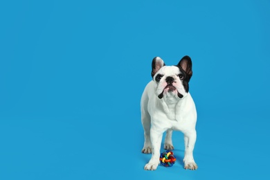 Photo of French bulldog playing with toy on blue background. Space for text