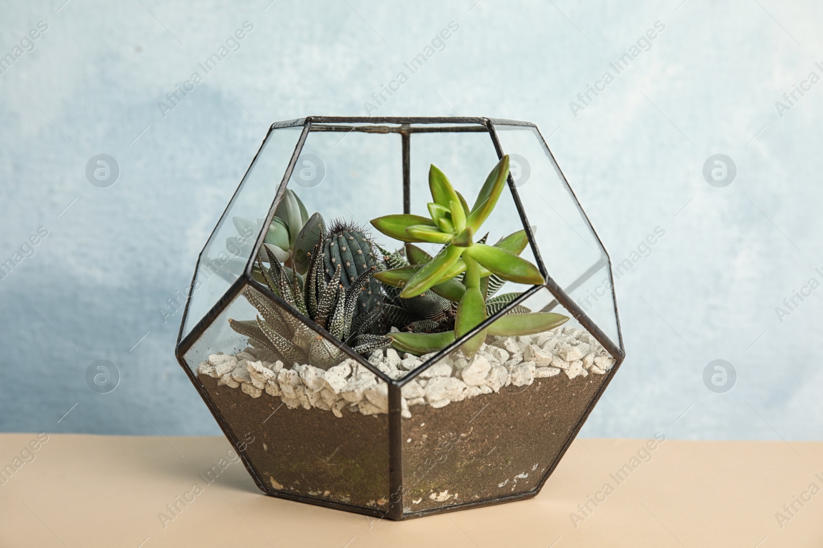 Photo of Glass florarium with different succulents on color background