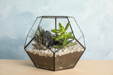 Glass florarium with different succulents on color background