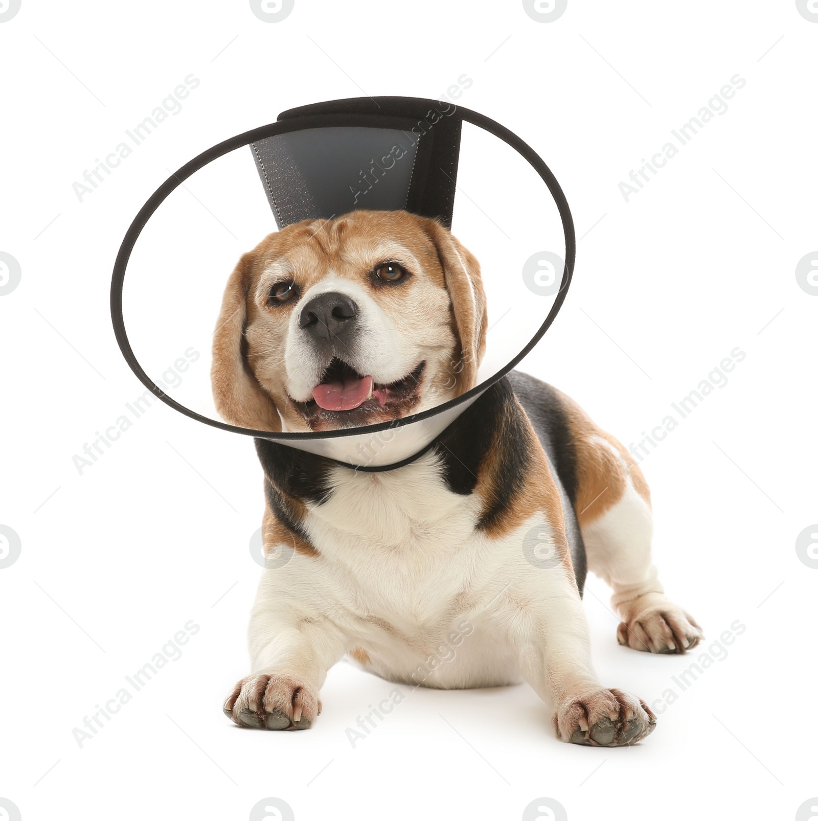 Photo of Adorable Beagle dog wearing medical plastic collar on white background