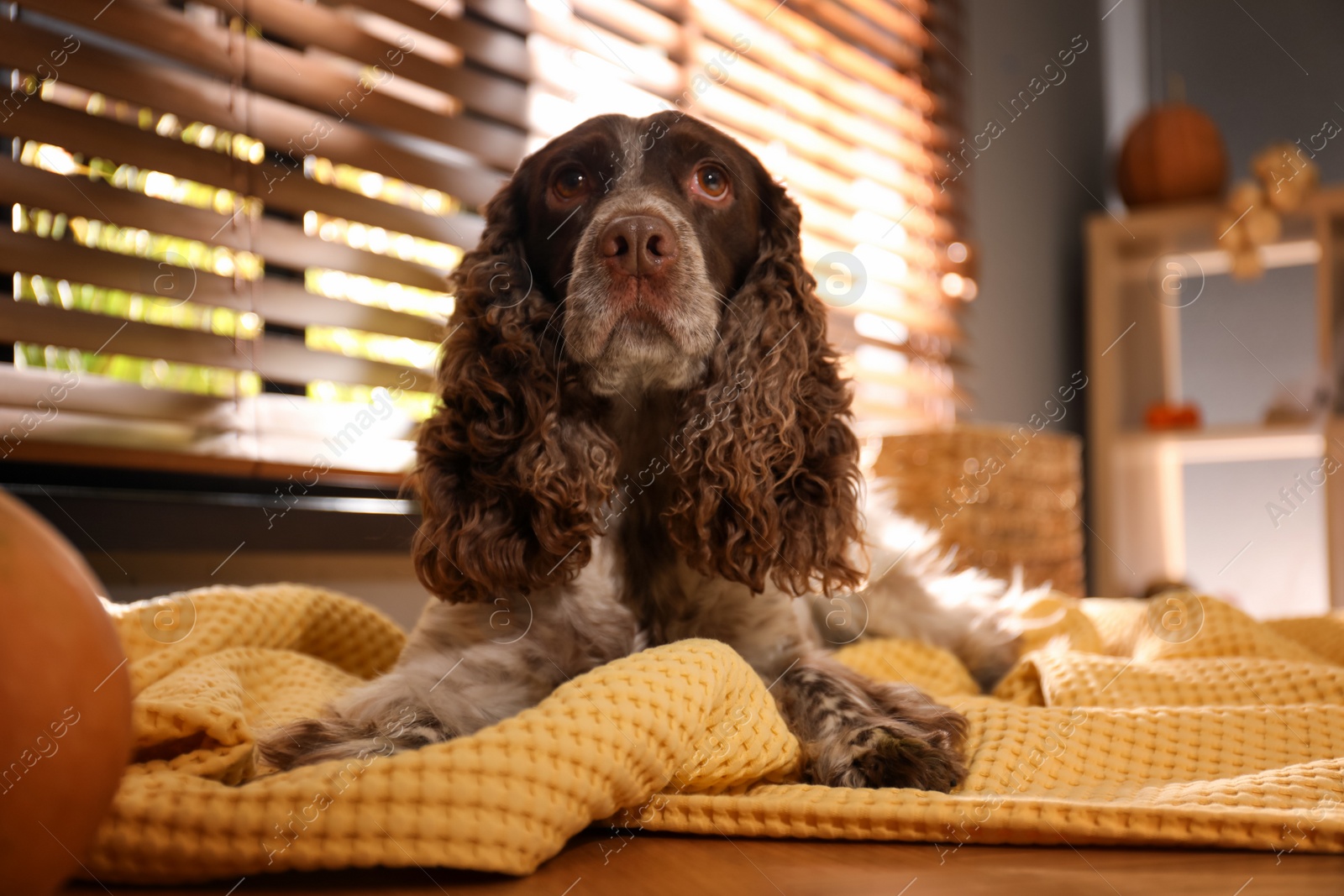 Photo of Adorable English Cocker Spaniel on blanket indoors. Halloween celebration