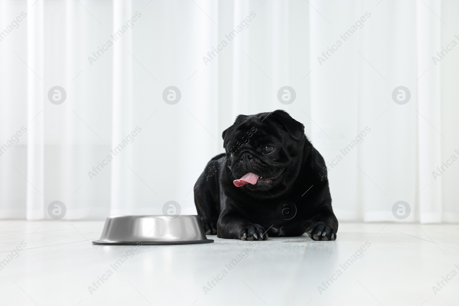 Photo of Cute Pug dog eating from metal bowl in room, space for text