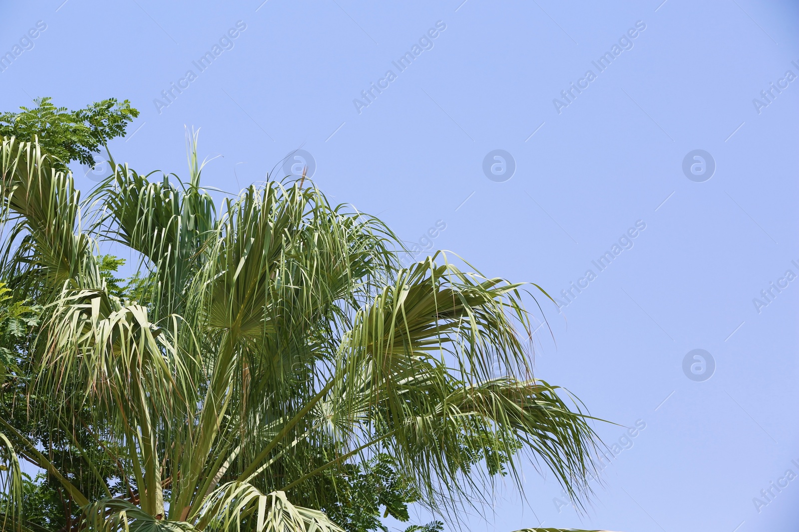 Photo of Green palm at tropical resort on sunny day