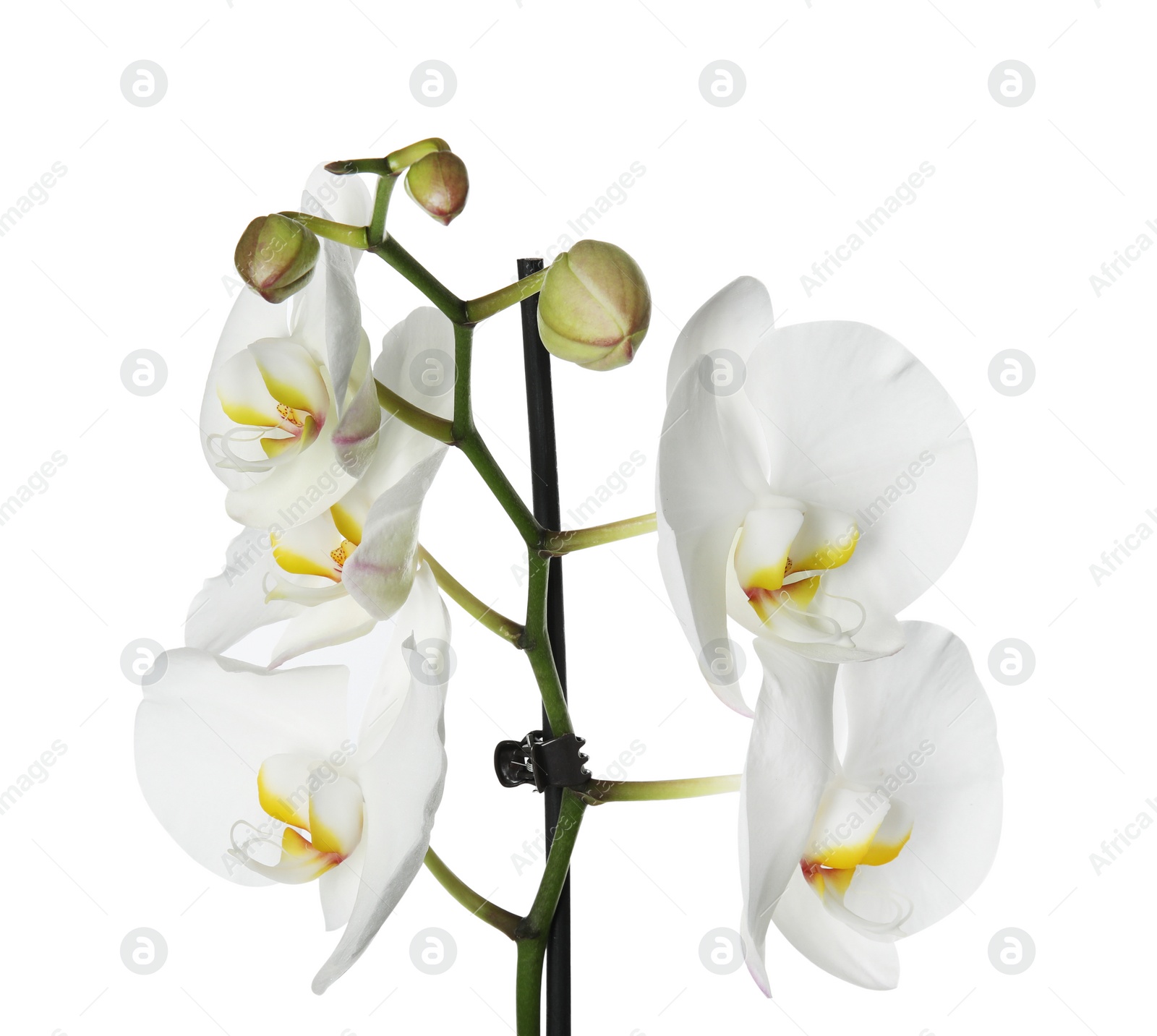 Photo of Beautiful orchid flower on white background. Tropical plant