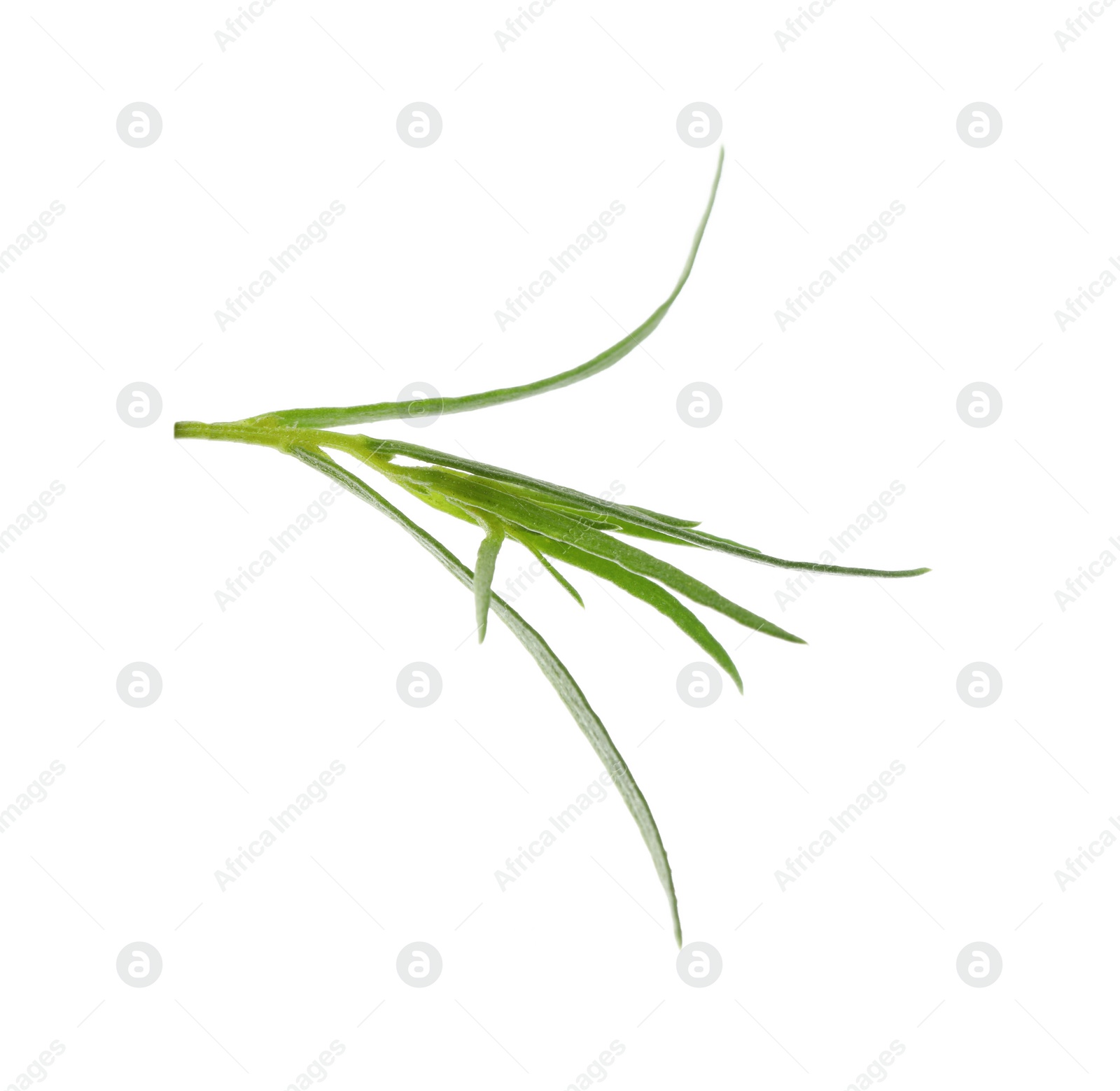 Photo of One sprig of fresh tarragon on white background