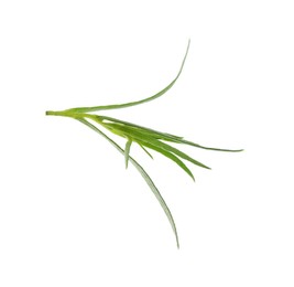 One sprig of fresh tarragon on white background