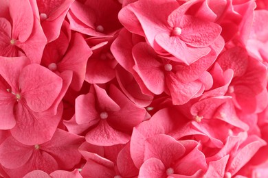 Beautiful pink hortensia flowers as background, closeup