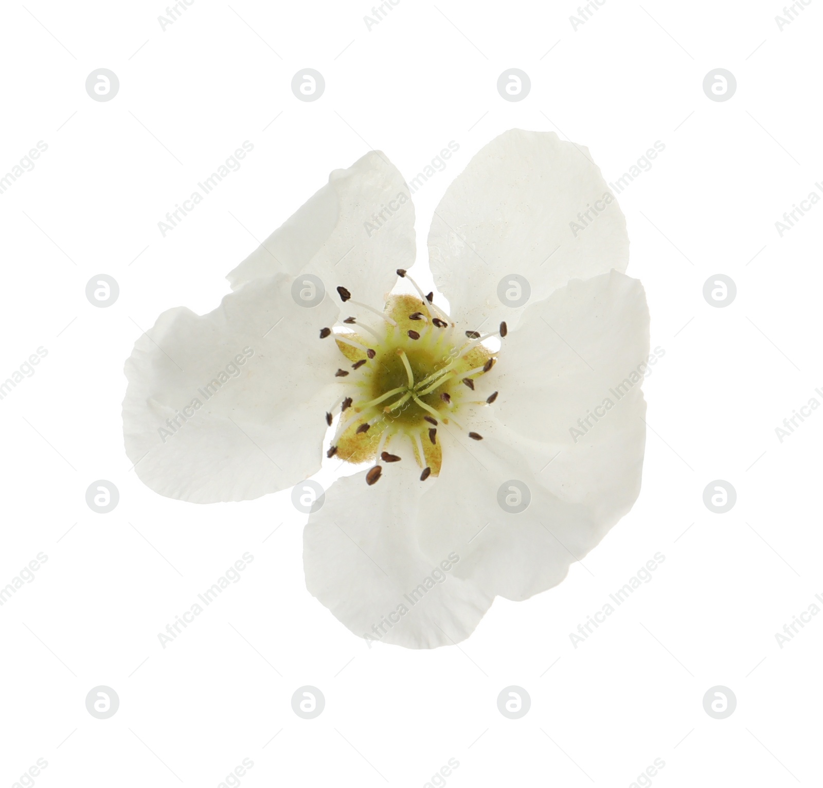 Photo of Beautiful flower of blossoming pear tree on white background