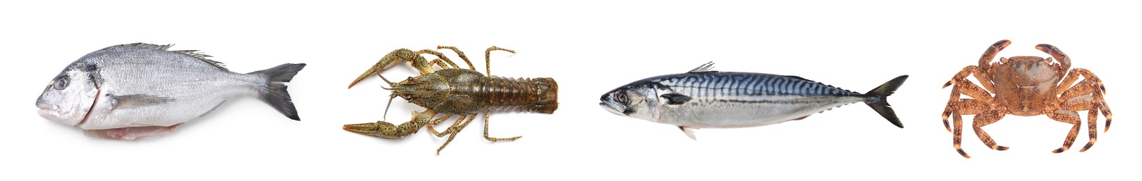 Image of Dorado fish, crayfish, mackerel and crab isolated on white, top view