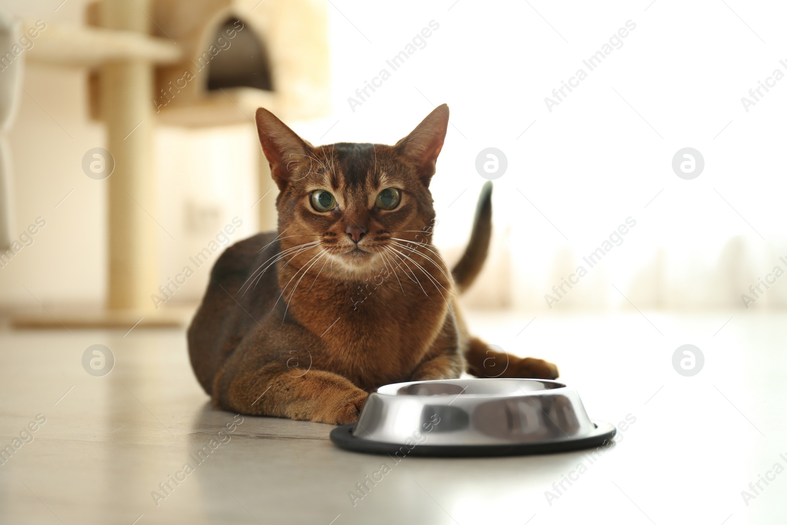 Photo of Beautiful Abyssinian cat near feeding bowl at home. Lovely pet