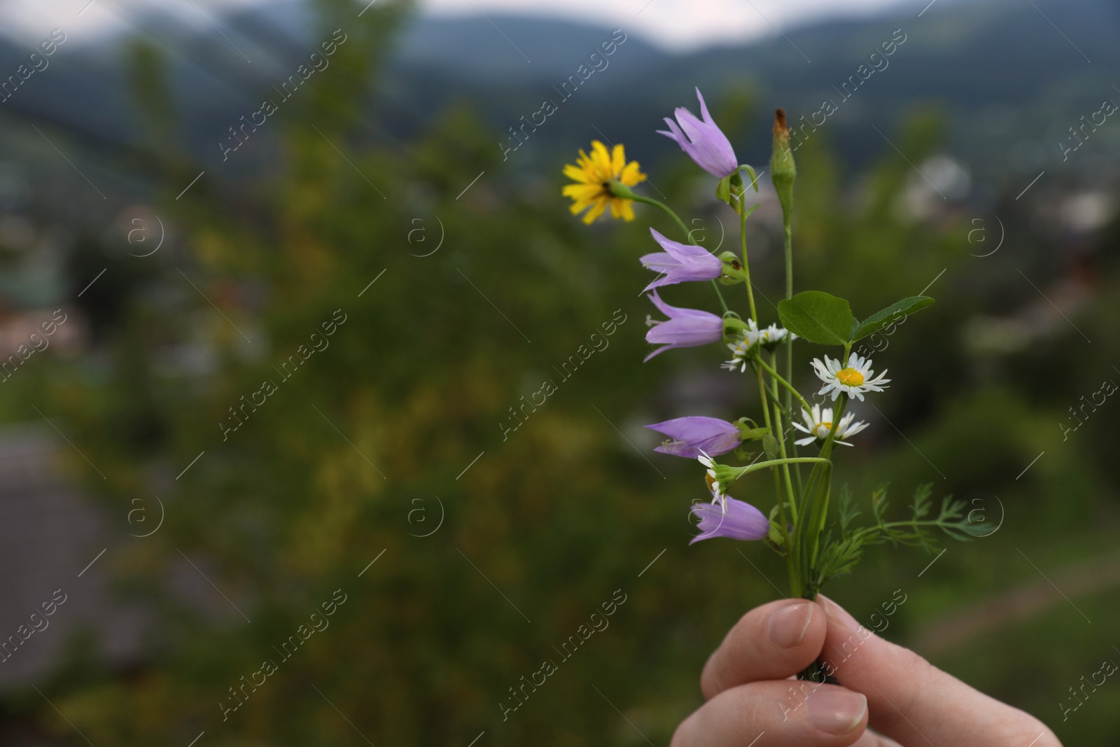 Photo of Woman holding blooming meadow flowers outdoors, closeup with space for text