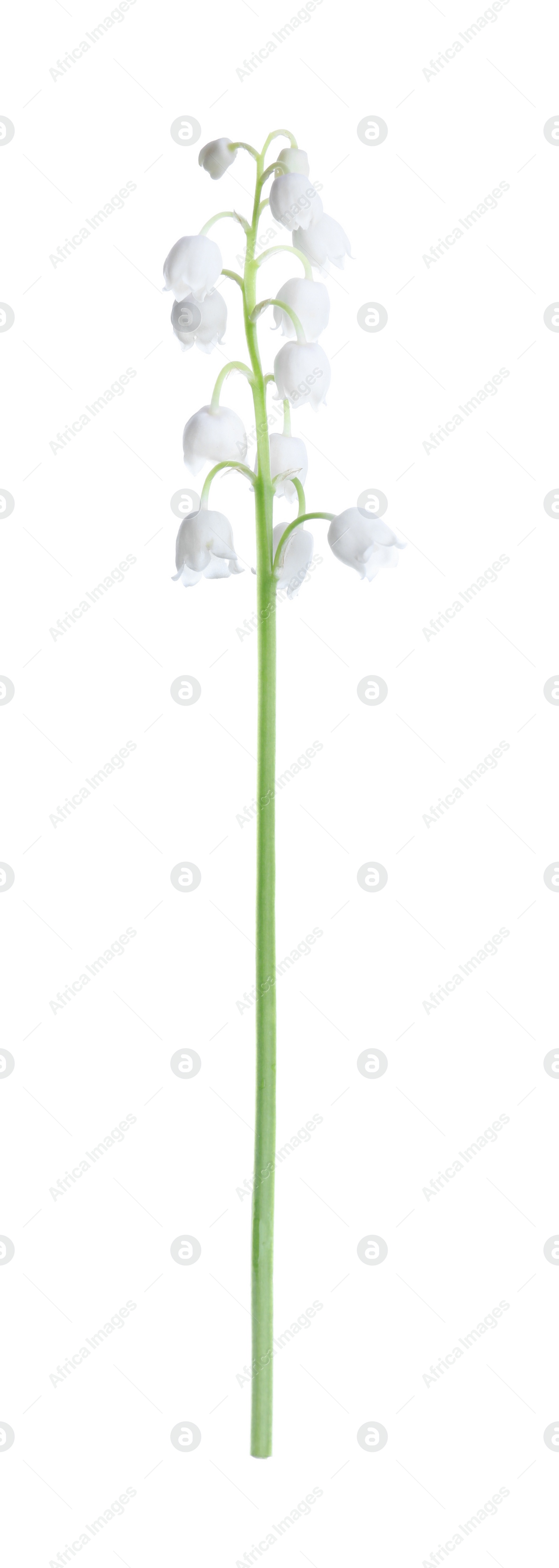 Photo of Beautiful lily of the valley isolated on white