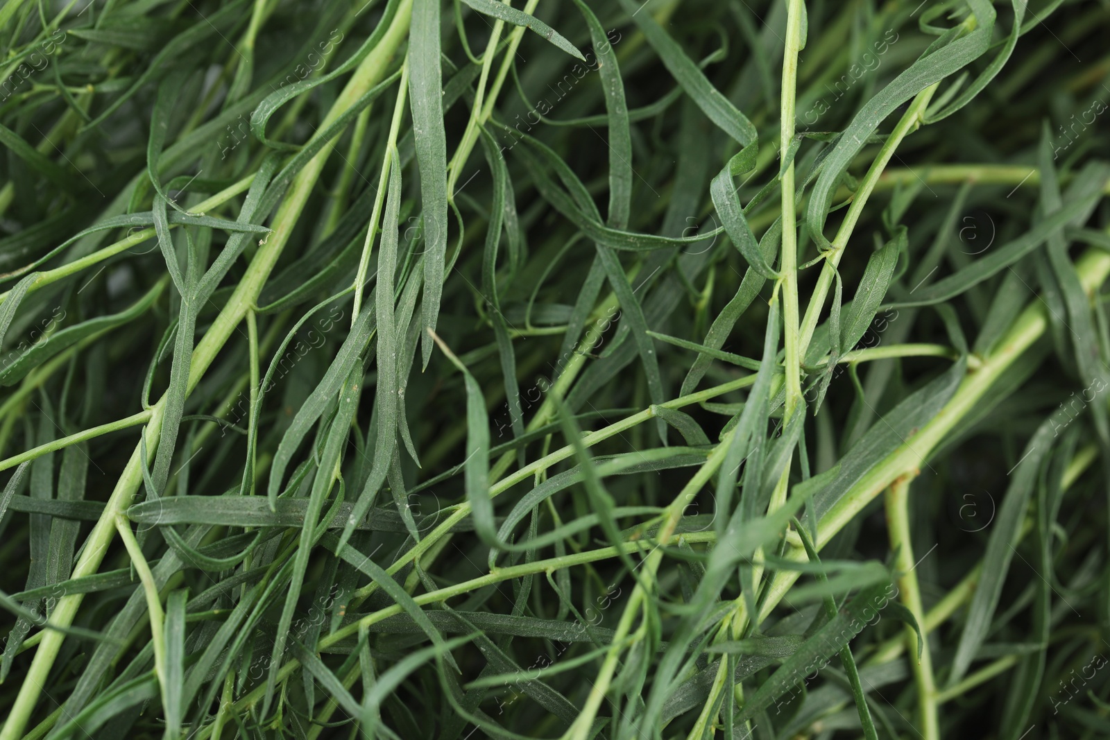 Photo of Fresh tarragon sprigs as background, closeup view