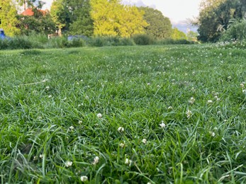 Photo of Picturesque view of beautiful park with fresh green grass and trees on sunny day