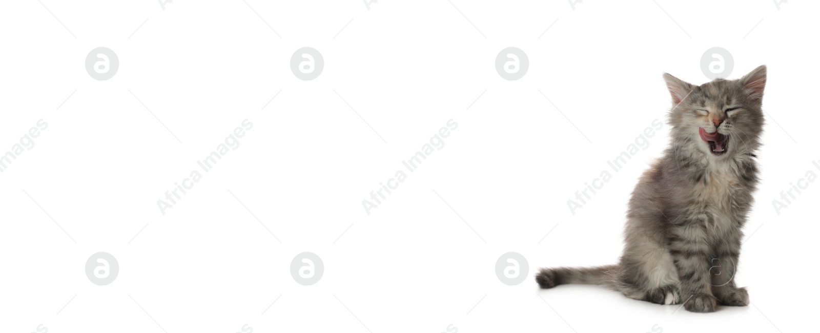 Image of Cute fluffy kitten on white background, space for text. Banner design