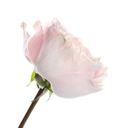 Photo of Beautiful English rose with tender petals isolated on white