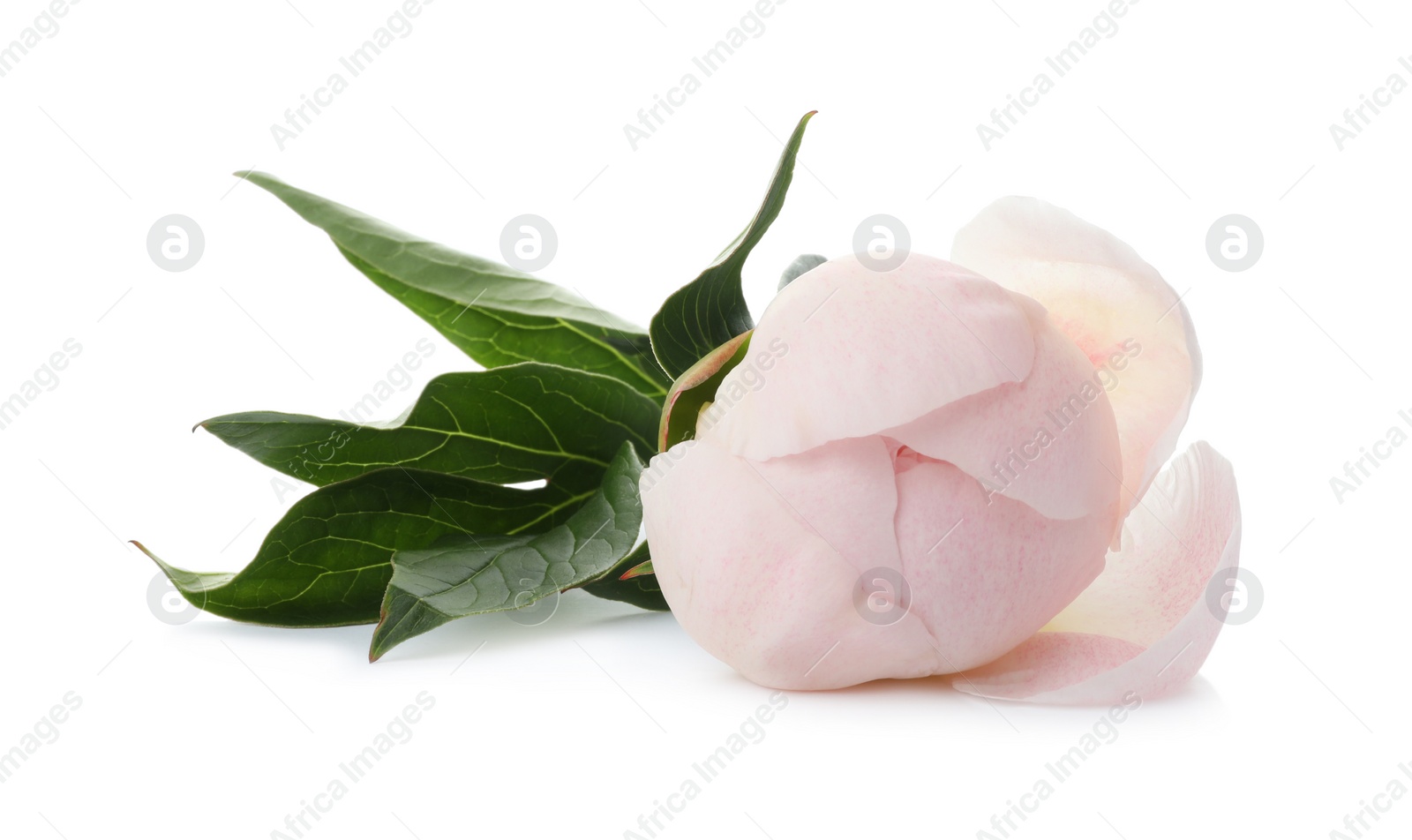 Photo of Beautiful fragrant peony flower isolated on white