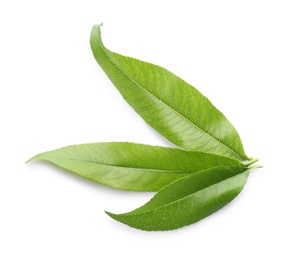 Fresh green peach leaves isolated on white