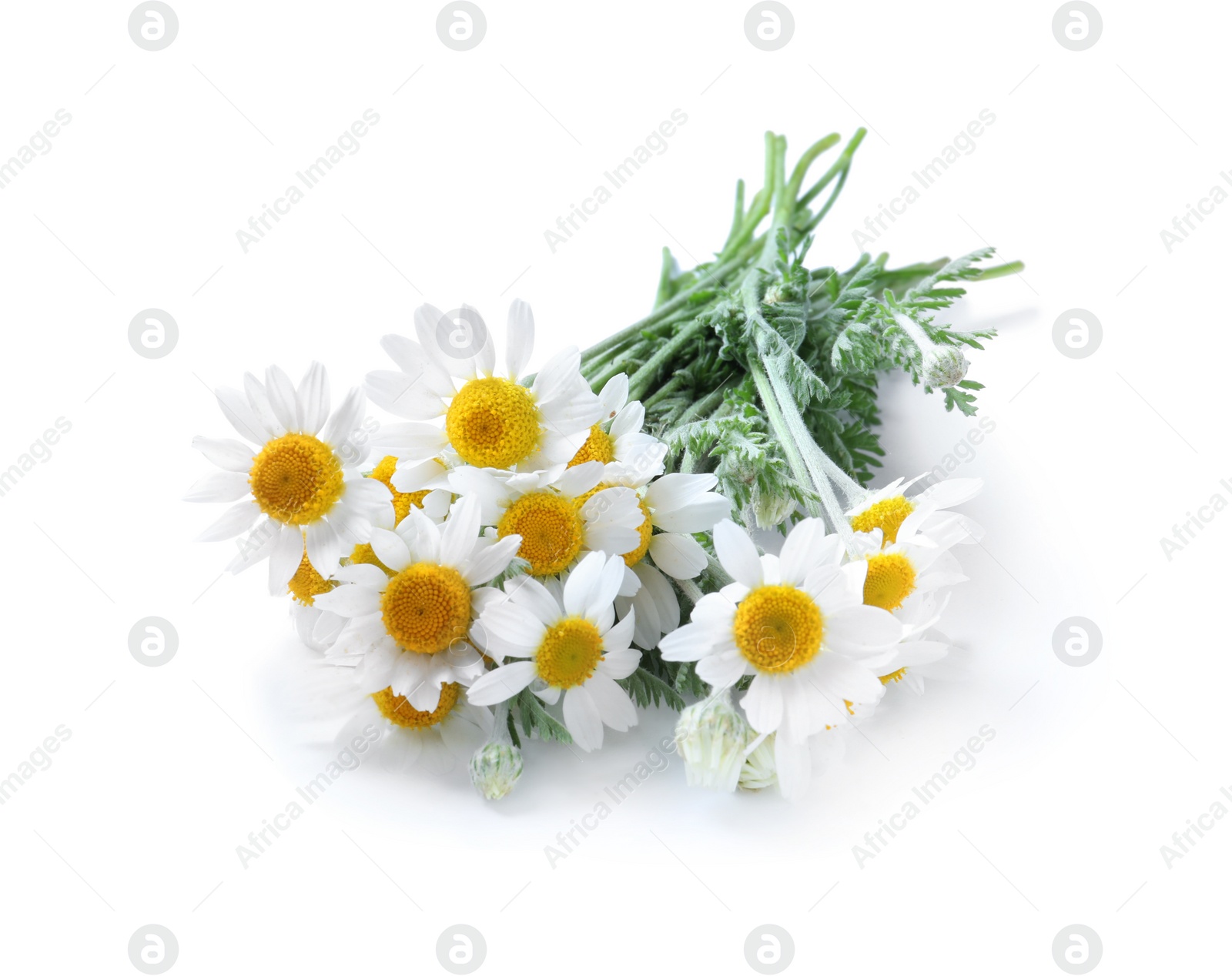 Photo of Beautiful fresh chamomile bouquet isolated on white