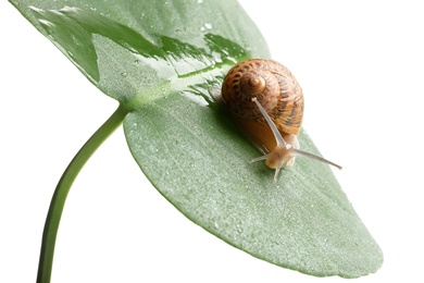 Photo of Common garden snail on wet leaf against white background