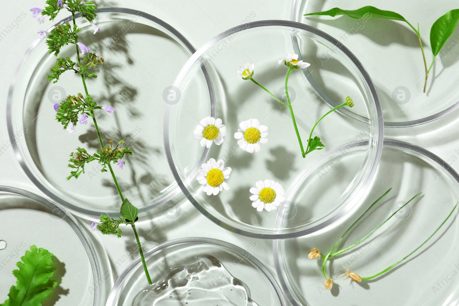 Photo of Flat lay composition with Petri dishes and plants on light grey background