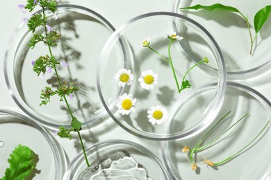 Flat lay composition with Petri dishes and plants on light grey background