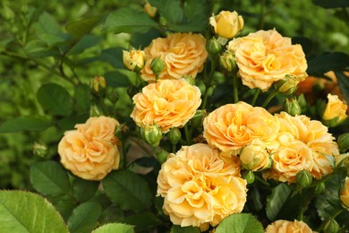 Photo of Beautiful blooming yellow roses on bush outdoors