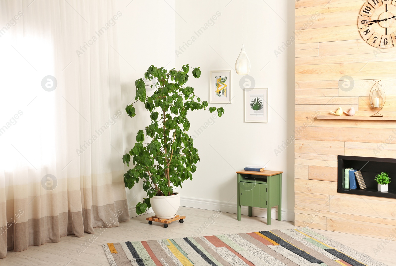 Photo of Stylish room interior with large houseplant near window