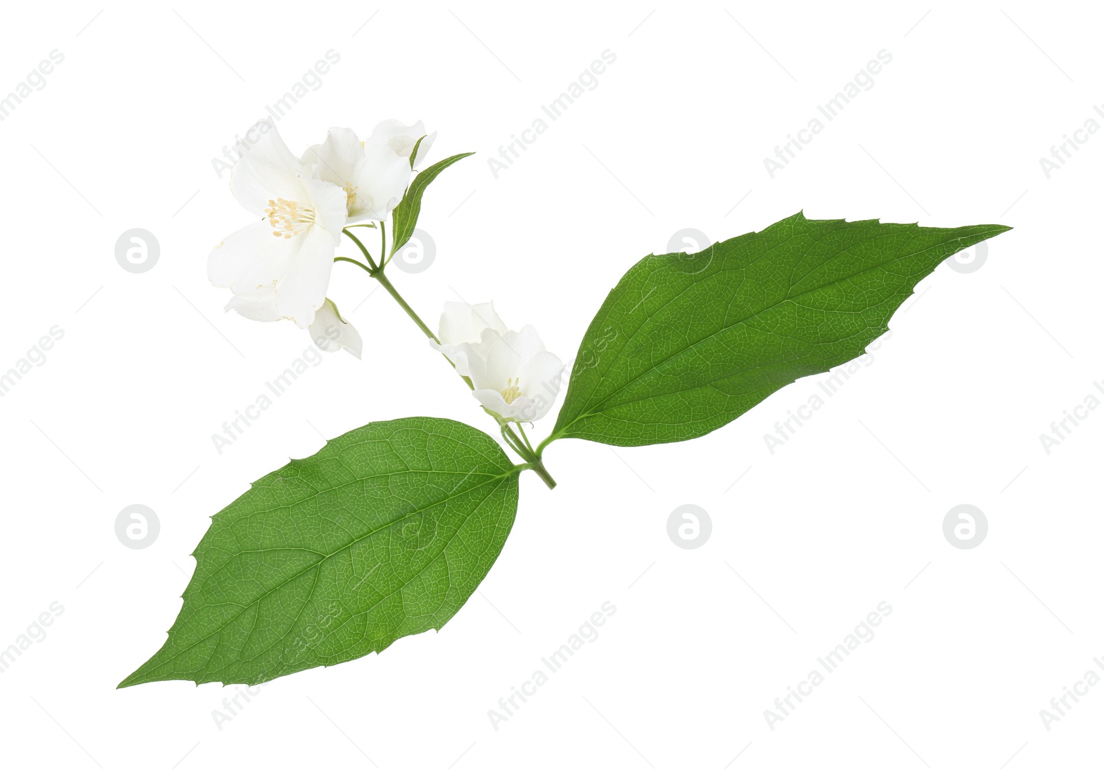 Photo of Branch of jasmine flowers and leaves isolated on white