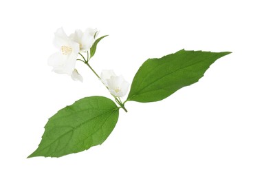 Photo of Branch of jasmine flowers and leaves isolated on white