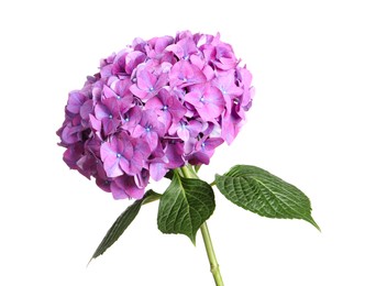 Photo of Branch of hortensia plant with delicate flowers on white background