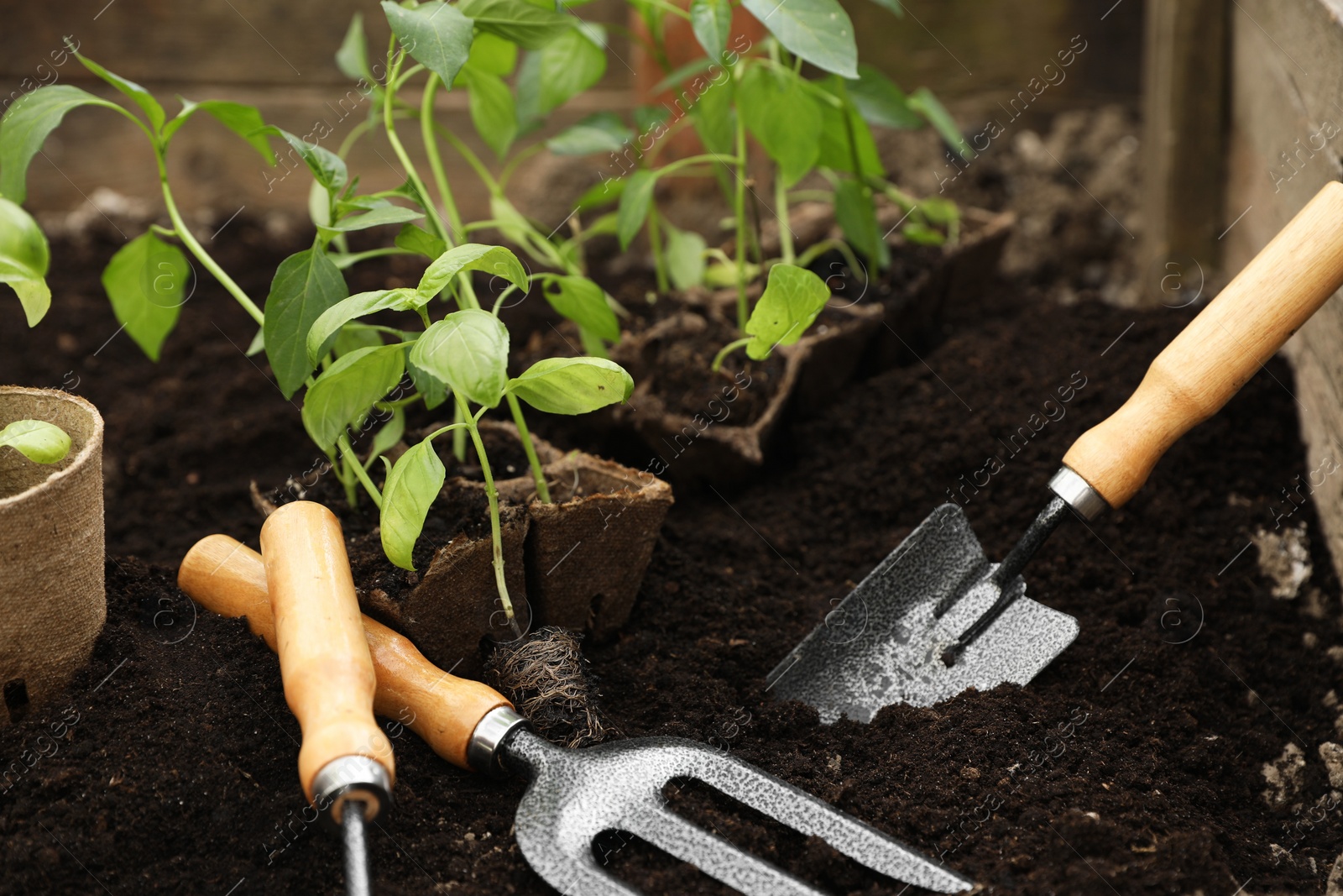 Photo of Seedlings in containers and gardening tools on ground outdoors