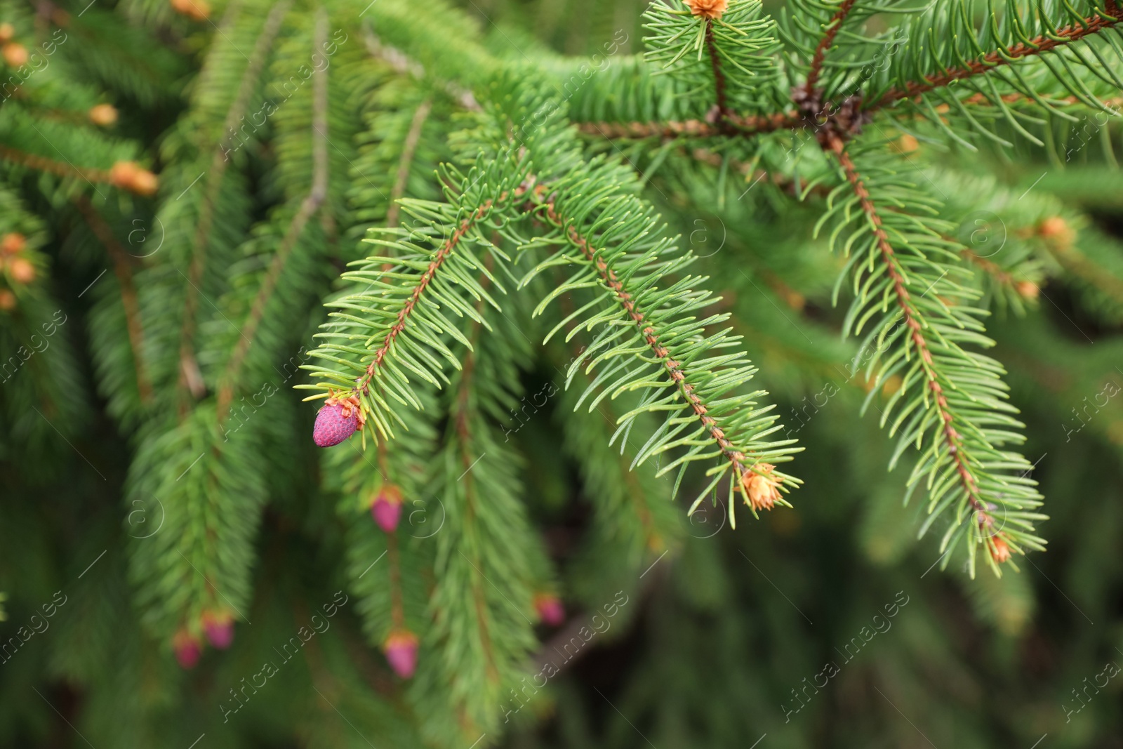 Photo of Green branches of beautiful conifer tree with small pink cones outdoors, closeup