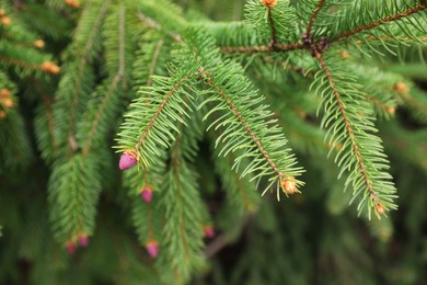 Green branches of beautiful conifer tree with small pink cones outdoors, closeup