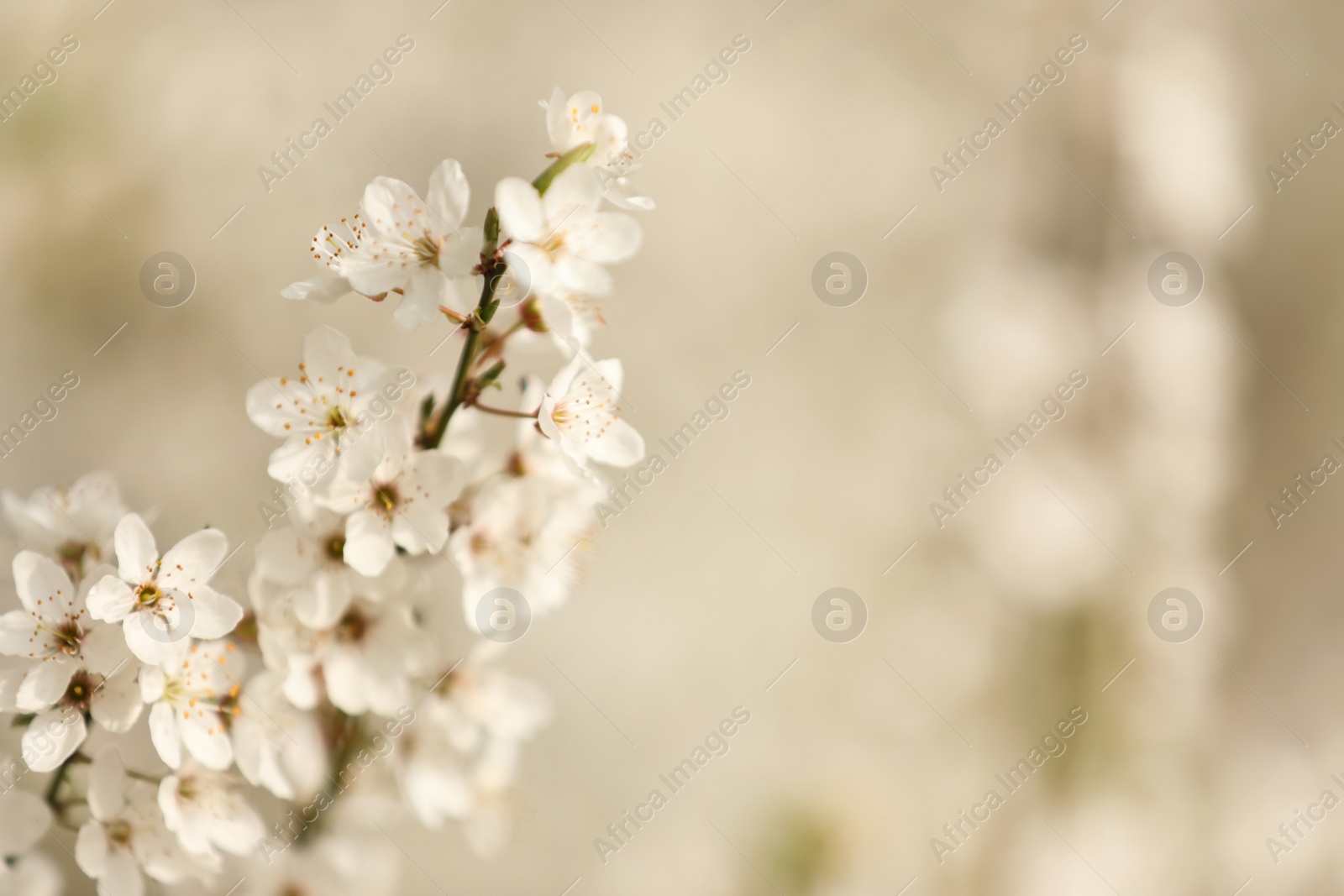 Photo of Closeup view of blossoming tree outdoors on spring day