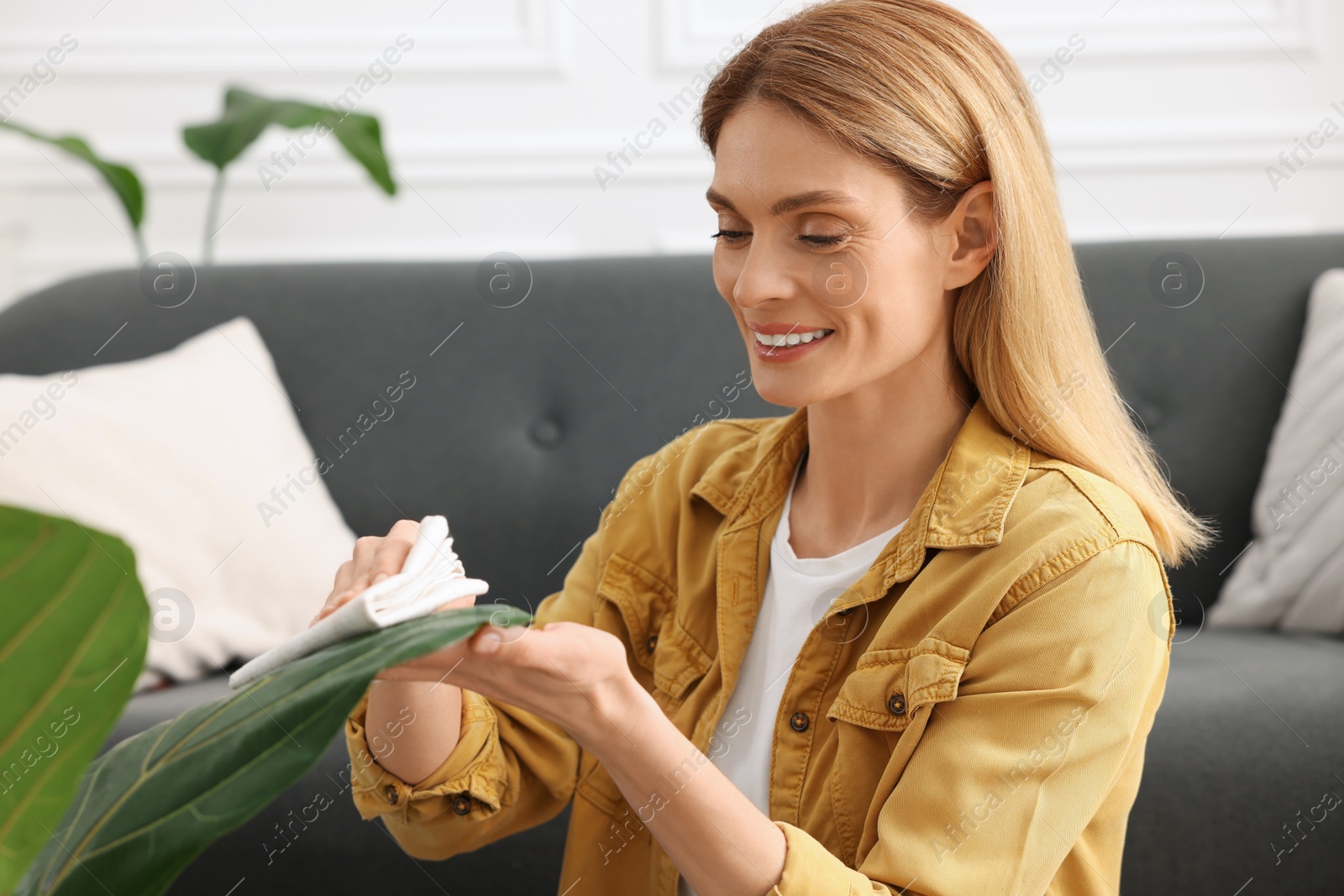 Photo of Woman wiping leaves of beautiful houseplants with cloth indoors