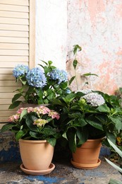 Photo of Beautiful blooming hortensia plants in pots outdoors. Space for text