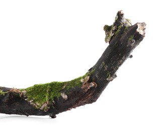 Photo of Dry tree branch with moss isolated on white