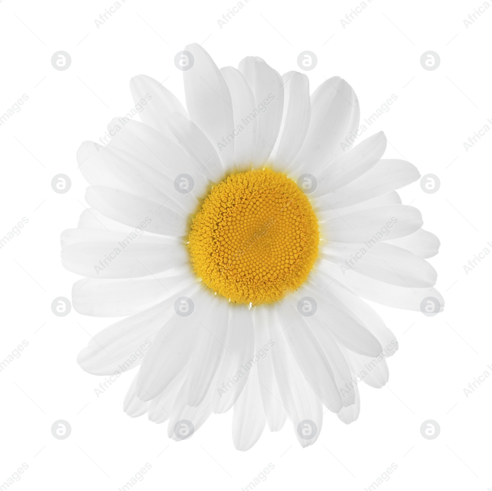 Photo of Beautiful blooming chamomile flower isolated on white