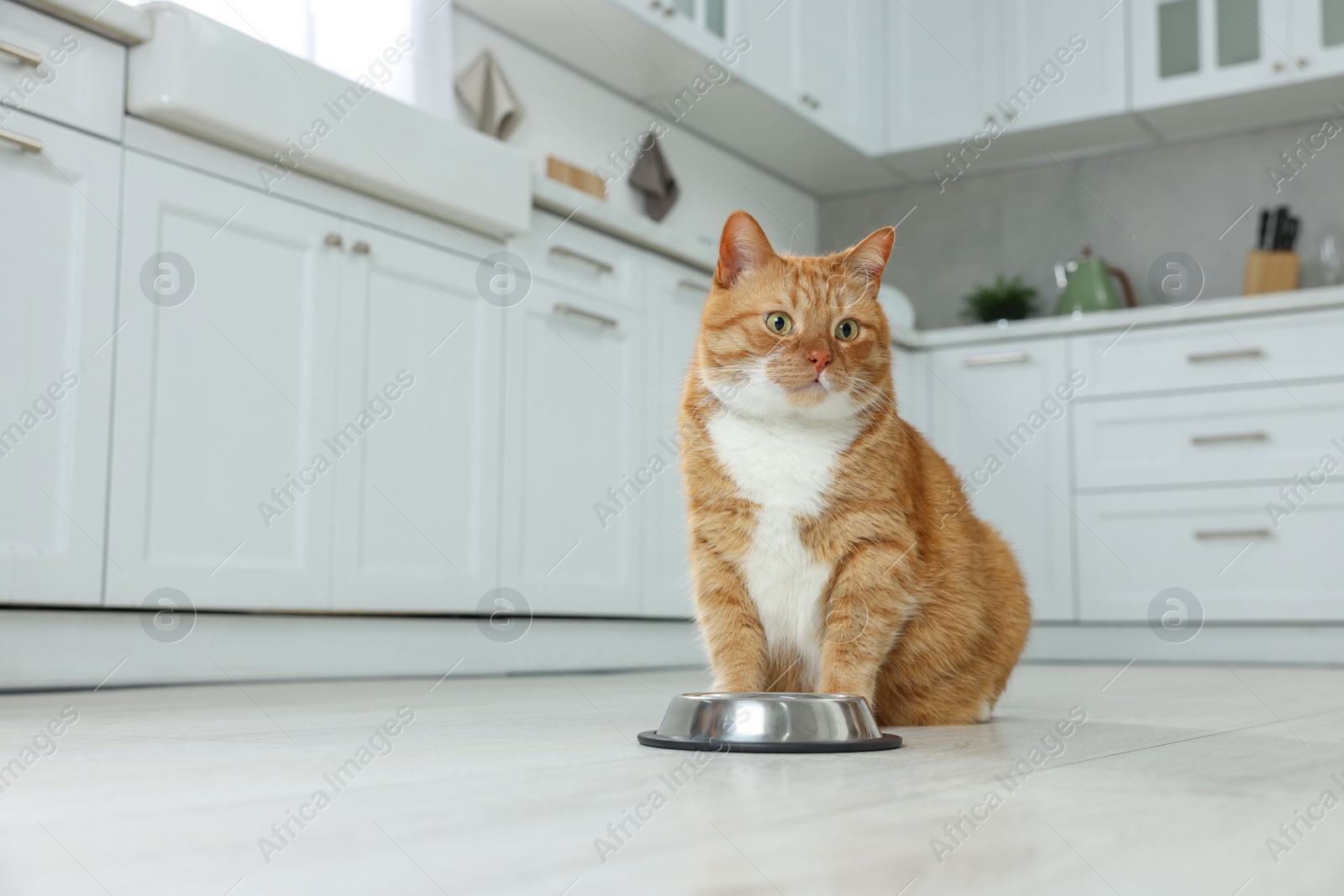 Photo of Cute ginger cat near feeding bowl in kitchen. Space for text