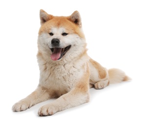 Cute Akita Inu dog isolated on white