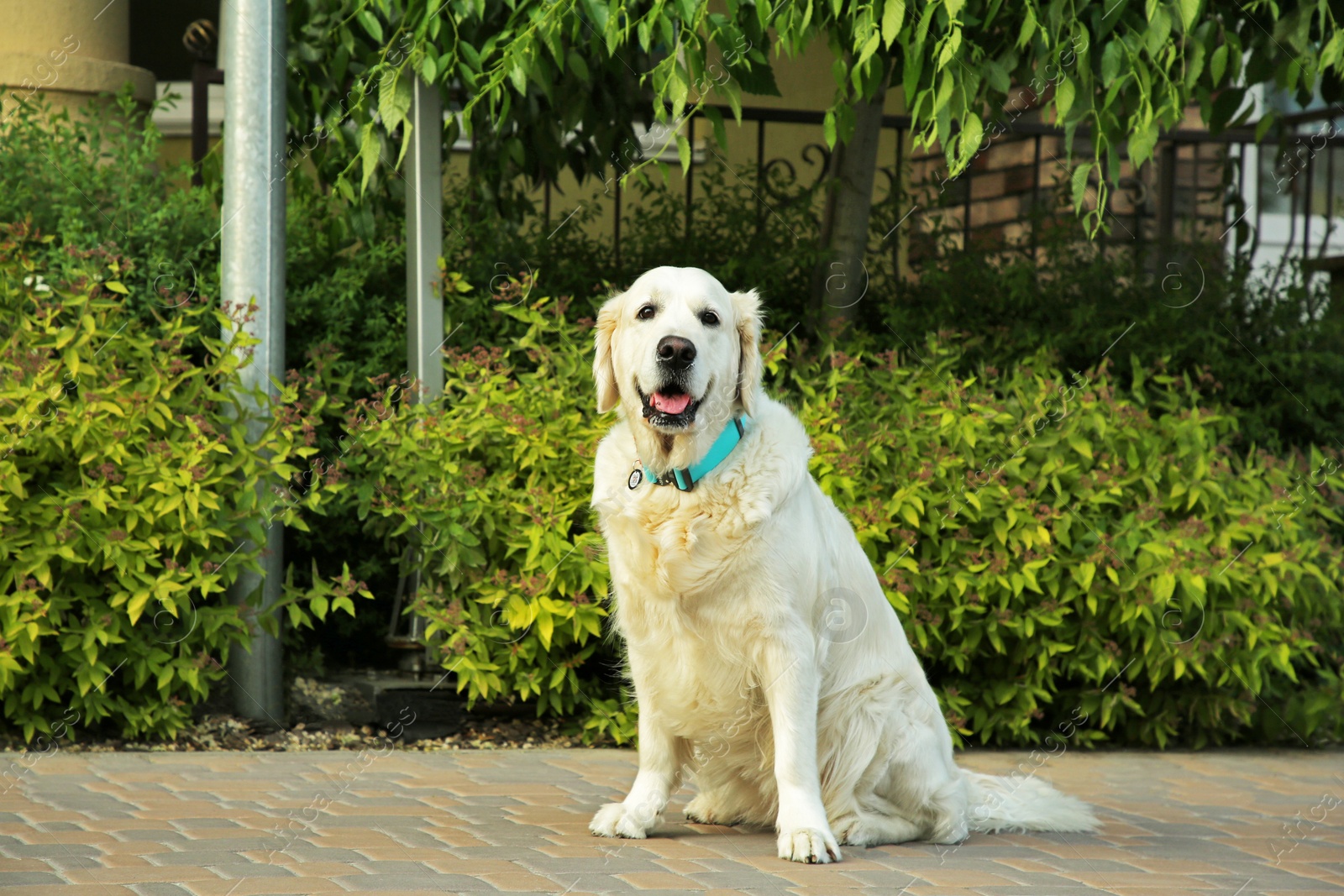 Photo of Adorable White Retriever dog on sidewalk outdoors, space for text