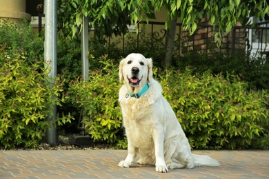 Photo of Adorable White Retriever dog on sidewalk outdoors, space for text