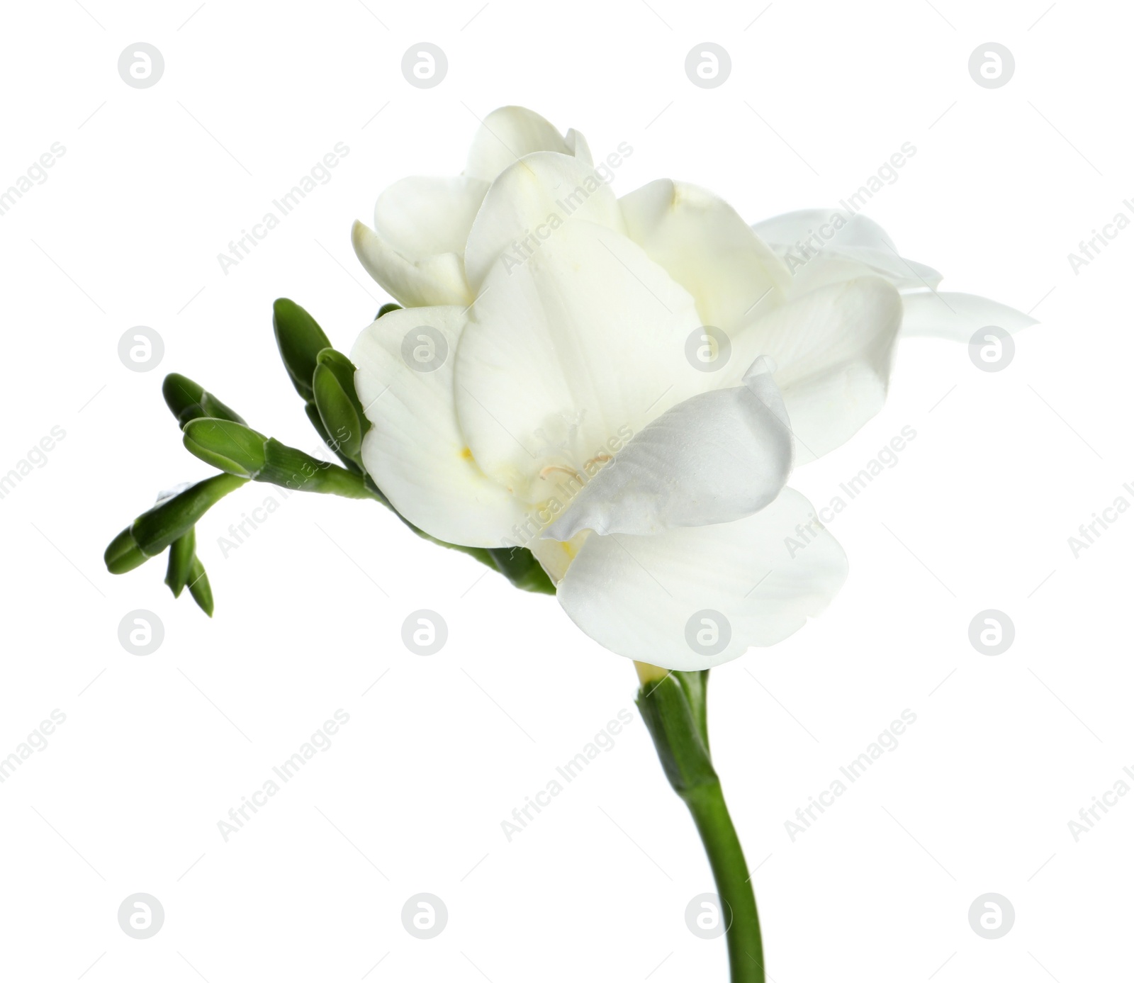 Photo of Beautiful freesia flower with tender petals isolated on white