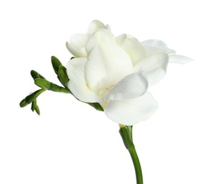 Beautiful freesia flower with tender petals isolated on white