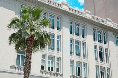 Beautiful green palm tree near building on sunny day