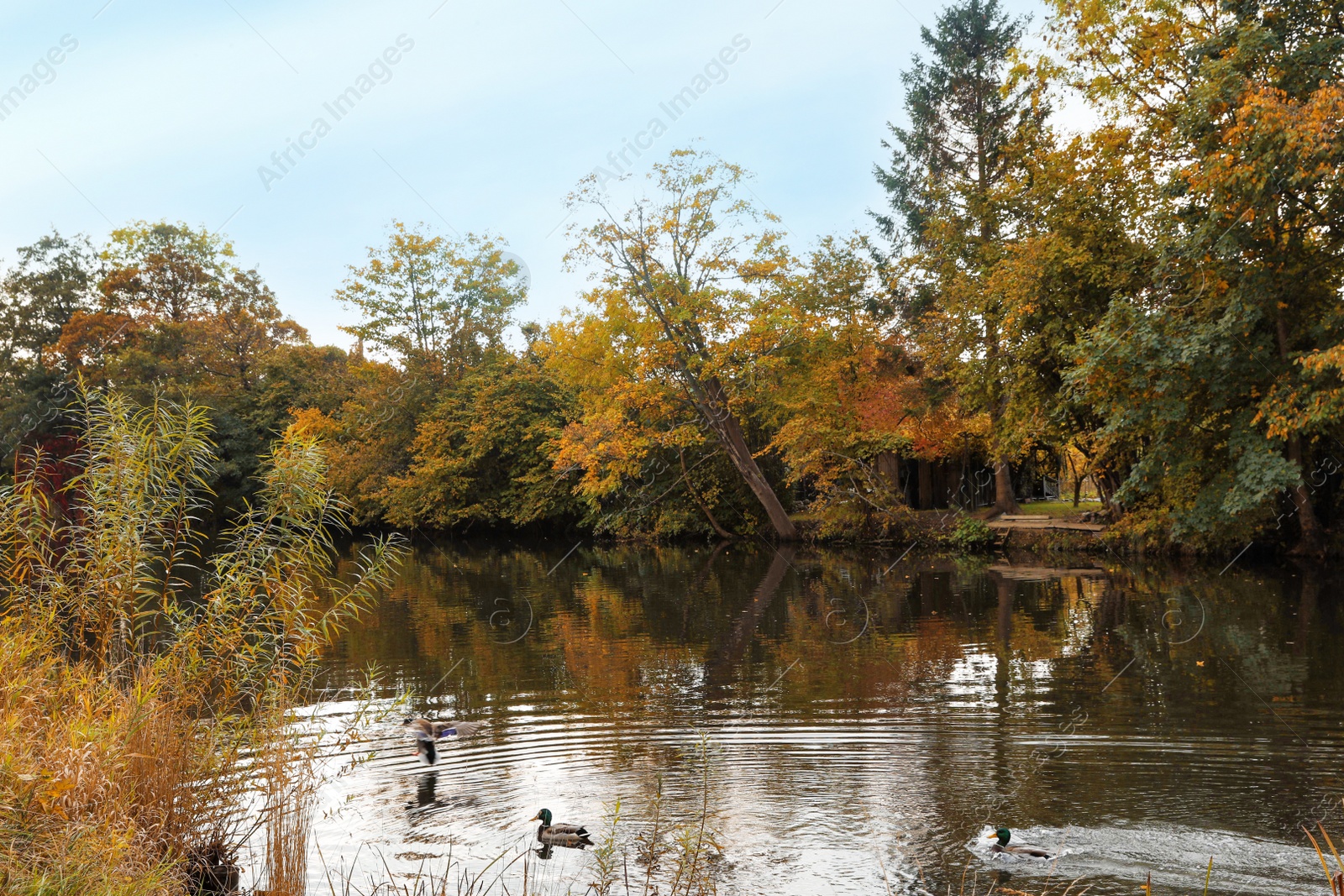 Photo of Picturesque view of river and trees in beautiful park. Autumn season