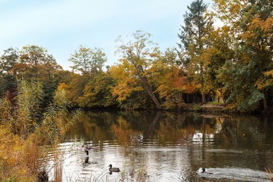 Photo of Picturesque view of river and trees in beautiful park. Autumn season