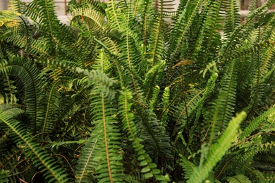Photo of Growing fern with green leaves as background. Home gardening